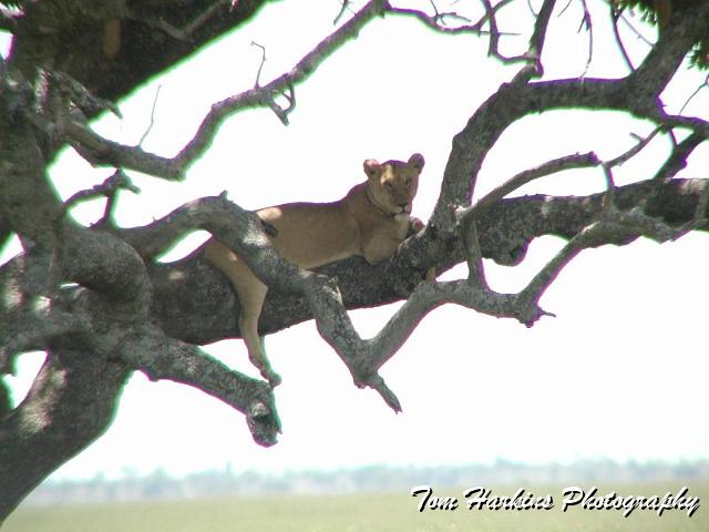 Just lion in a tree.jpg